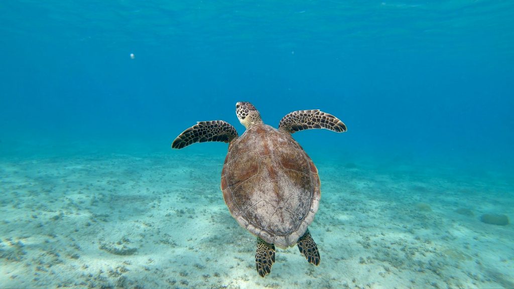 Turtle swimming in the Caribbean