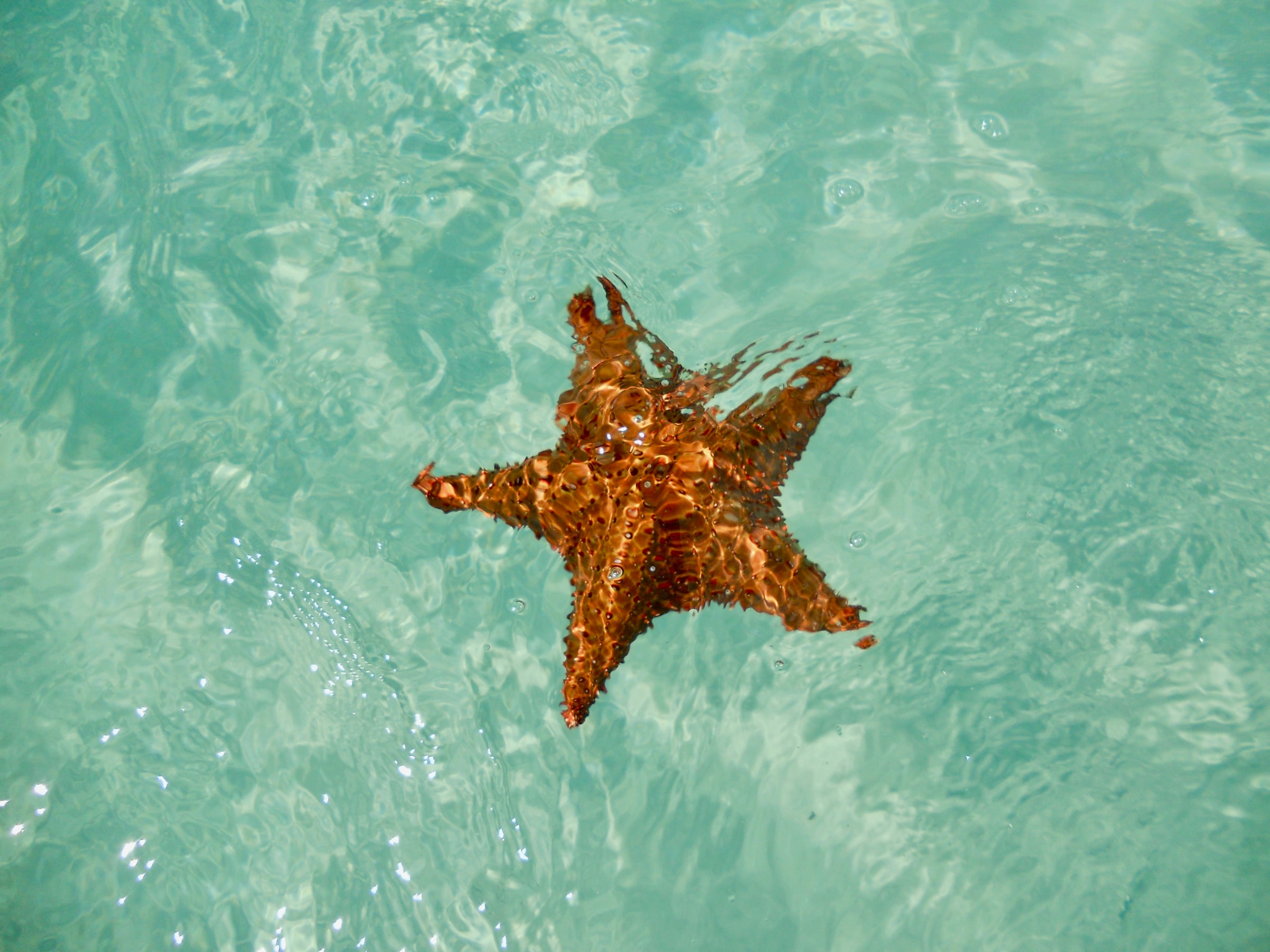 Saona Island Starfish