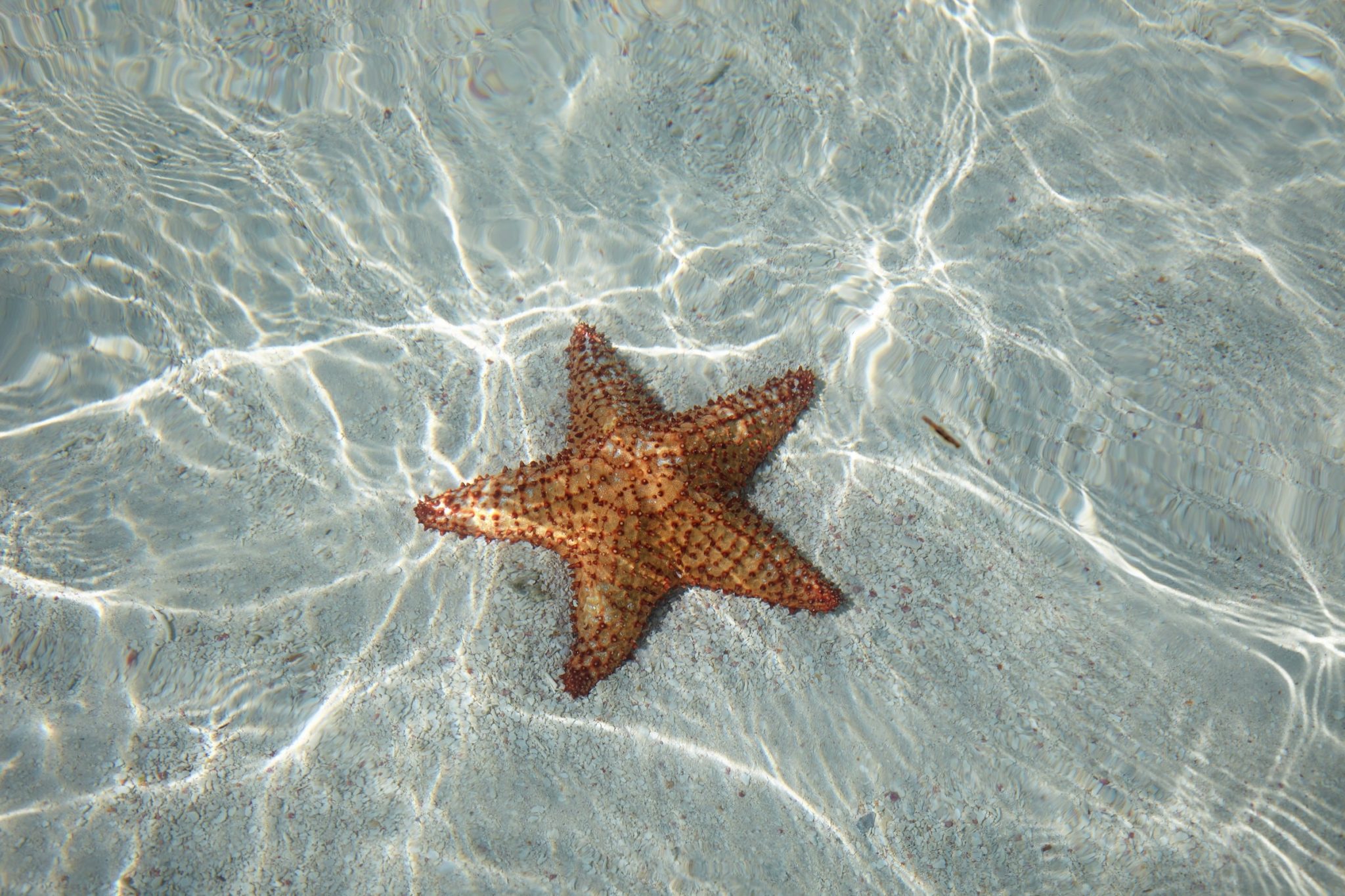 saona starfish