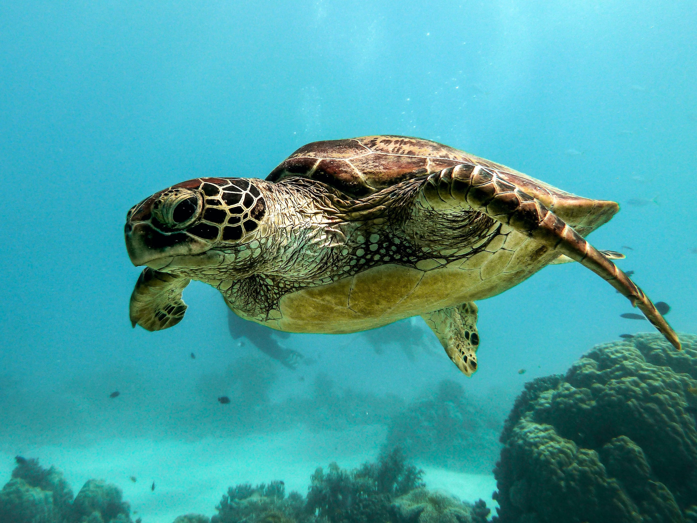 Caribbean Sea Turtle